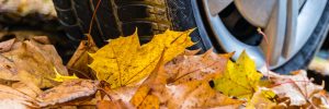 Car driving over leaves